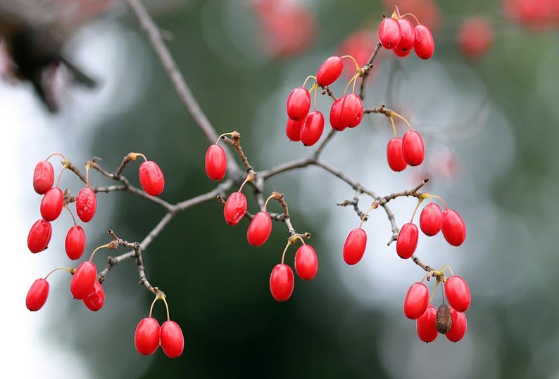 Flowering Dogwood seeds Cornus Florida Organic image 5