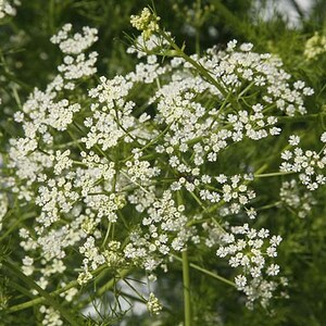 Caraway seeds (Carum carvi) Organic
