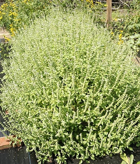 Lime Basil Seeds (ocimum Americanum 'lime'.) Organic - Etsy