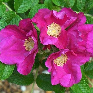 May include: A close-up shot of bright pink flowers with yellow centres, set against a backdrop of green leaves. The petals have a soft texture, and the flowers are in full bloom. The image captures the beauty of nature.