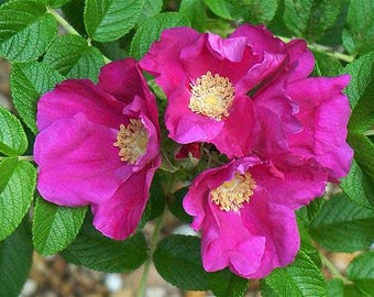 Organic Rugosa Rose Seeds (Rosa rugosa) Direct from our farm