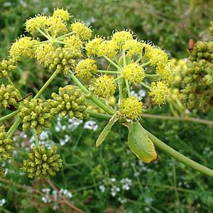Lovage seeds (Levisticum officinale) Organic
