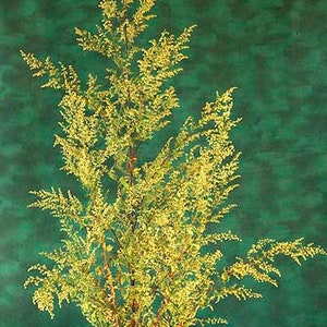 Sweet Annie Seeds (Artemisia annua) Organic