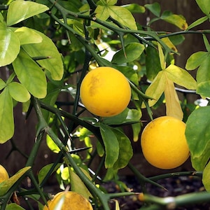 Bitter Orange or Flying Dragon Seeds (Poncirus trifoliata) Organic