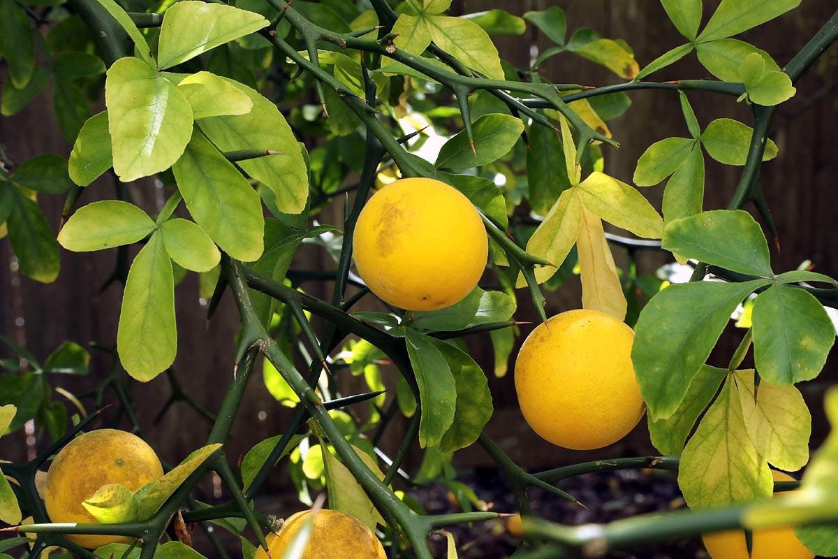 邦楽 The Whoops Citrus Citrus Rootstock Seeds - Etsy