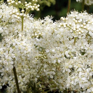 MeadowSweet Seeds Filipendula ulmaria organic image 1