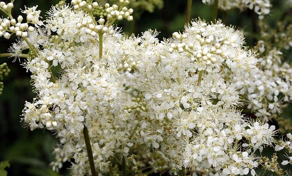 Meadowsweet Seeds (filipendula Ulmaria) Organic - Etsy