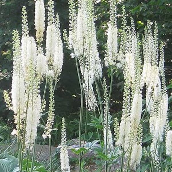 Black Cohosh (Cimicifuga racemosa) Organic Seeds