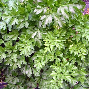 May include: A close-up view of a lush green parsley plant with many leaves.