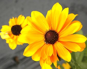 Black Eyed Susan Seeds (Rudbeckia hirta) Organic