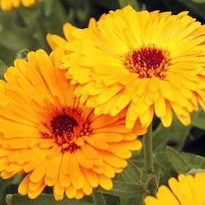 May include: Two bright orange calendula flowers with red centres. The flowers are in full bloom and have a delicate, layered appearance.