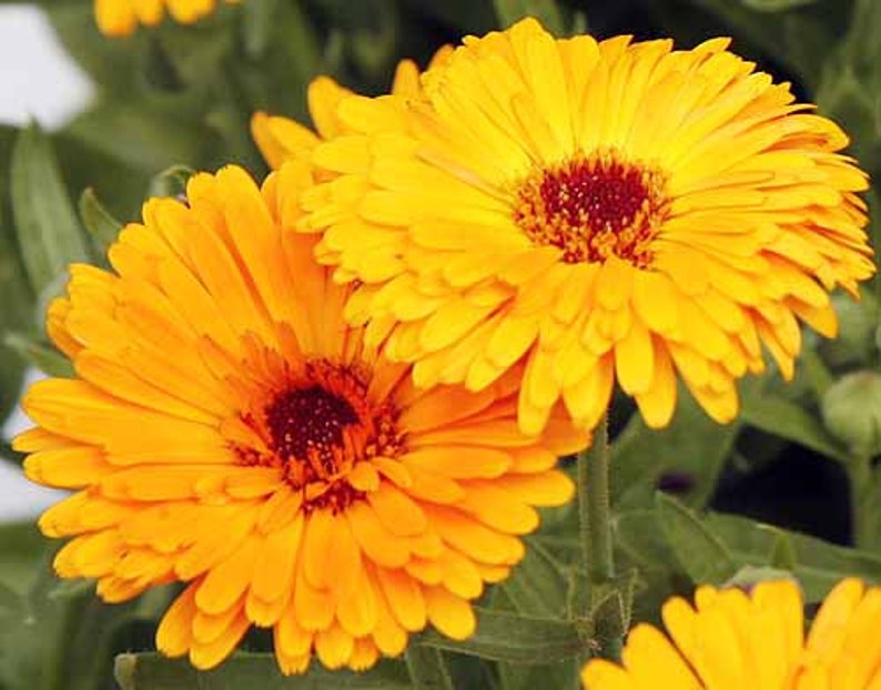 Calendula or Pot Marigold Seeds Calendula officinalis Organic image 1