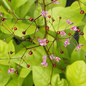 Jewels of Opar Seeds (Talinum paniculatum) Organic