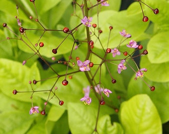 Jewels of Opar Seeds (Talinum paniculatum) Organic