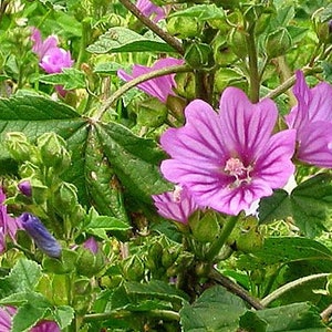 May include: A close-up of a pink flower with a white center, surrounded by green leaves. The flower is in bloom and has a delicate, ruffled appearance.