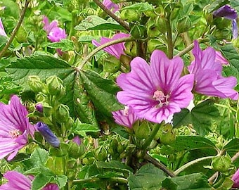 Mallow - Common - Seeds (Malva sylvestris) Organic