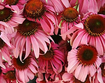 Purple Coneflower Seeds (Echinacea purpurea) Organic