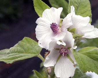 May include: Close-up of three white flowers with purple centres. The flowers are blooming on a green stem with leaves.