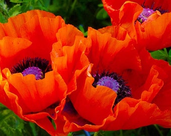 Oriental Poppy Giant Red  Seeds (Papaver oreintale) Organic