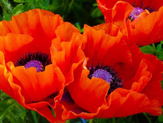 spider poppy - Buy spider poppy at Best Price in Malaysia