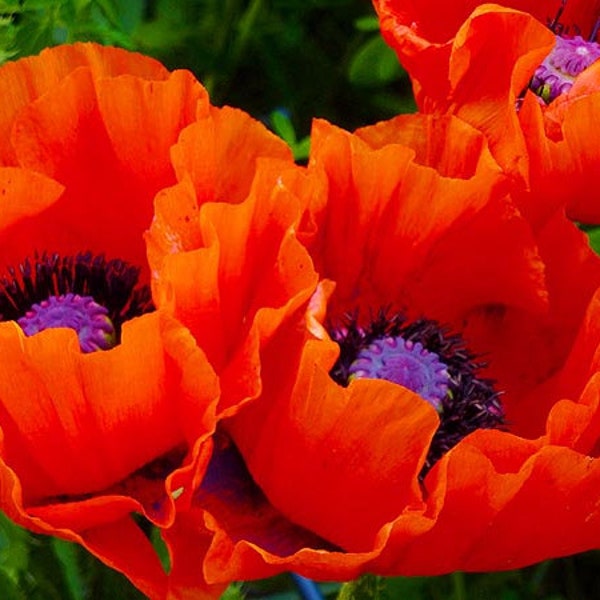 Oriental Poppy Giant Red  Seeds (Papaver oreintale) Organic