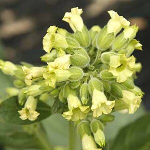 May include: A close-up of a cluster of pale yellow tobacco flowers with green buds. The flowers are in various stages of bloom, some fully open and others still closed.
