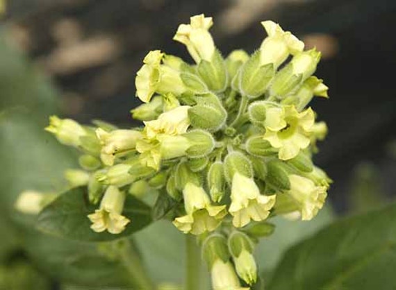 rustic tobacco Rustic Tobacco Seeds (nicotiana Rustica) Organic