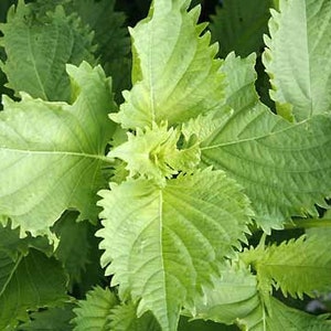 Green Perilla or Shiso seeds (Perilla frutescens) Organic