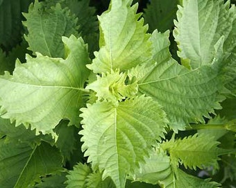 Graines vertes de Perilla ou shiso (Perilla frutescens) Bio