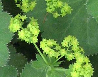 Lady's Mantle Seeds (Alchemilla mollis) Organic