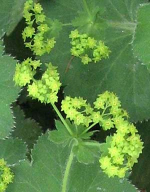 Fleur Alchémille Vert Anis En Céramique - Diamètre 18 Cm - Bon état