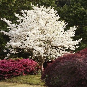 Flowering Dogwood seeds Cornus Florida Organic image 1