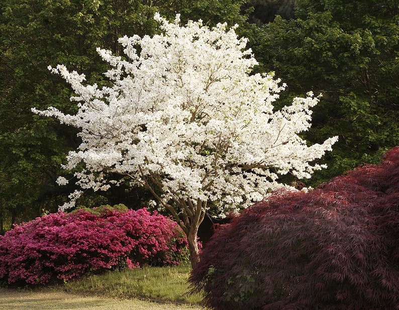 Flowering Dogwood seeds Cornus Florida Organic image 1