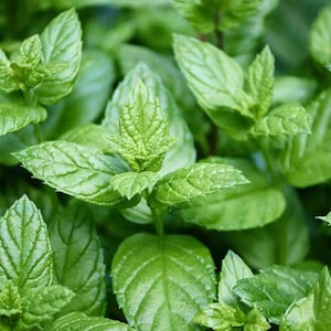 May include: Close-up of a lush green patch of fresh mint leaves.