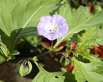 Shoo Fly plant Seeds (Nicandra physaloides) Organic