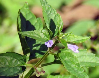 Graines de Scutellaire à Fleurs Latérales (Scutellaria lateriflora) Bio