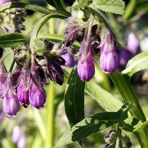 Comfrey Seeds (Symphytum officinale) organic