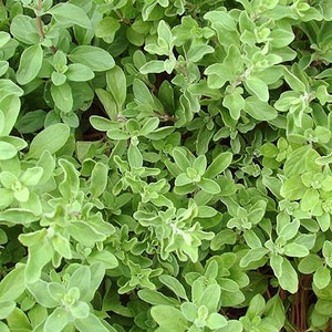 Oregano - Italian or Wild Organic seeds