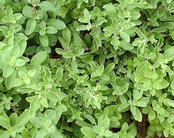Oregano - Italian or Wild Organic seeds
