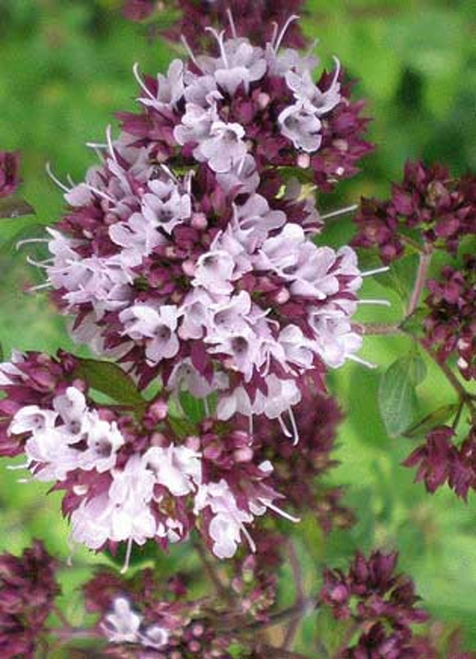 Marjoram seeds Origanum majorana Organic Etsy