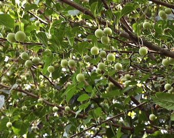 Japanese Snowbell tree seeds Organic