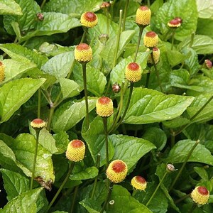 May include: A close-up of a green plant with many small, round, yellow and red flowers. The flowers are clustered together on the plant.