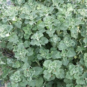Horehound, White  Seeds  (Marrubium Vulgare)
