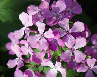 Money Plant / Honesty Seeds (Lunaria annua) Organic