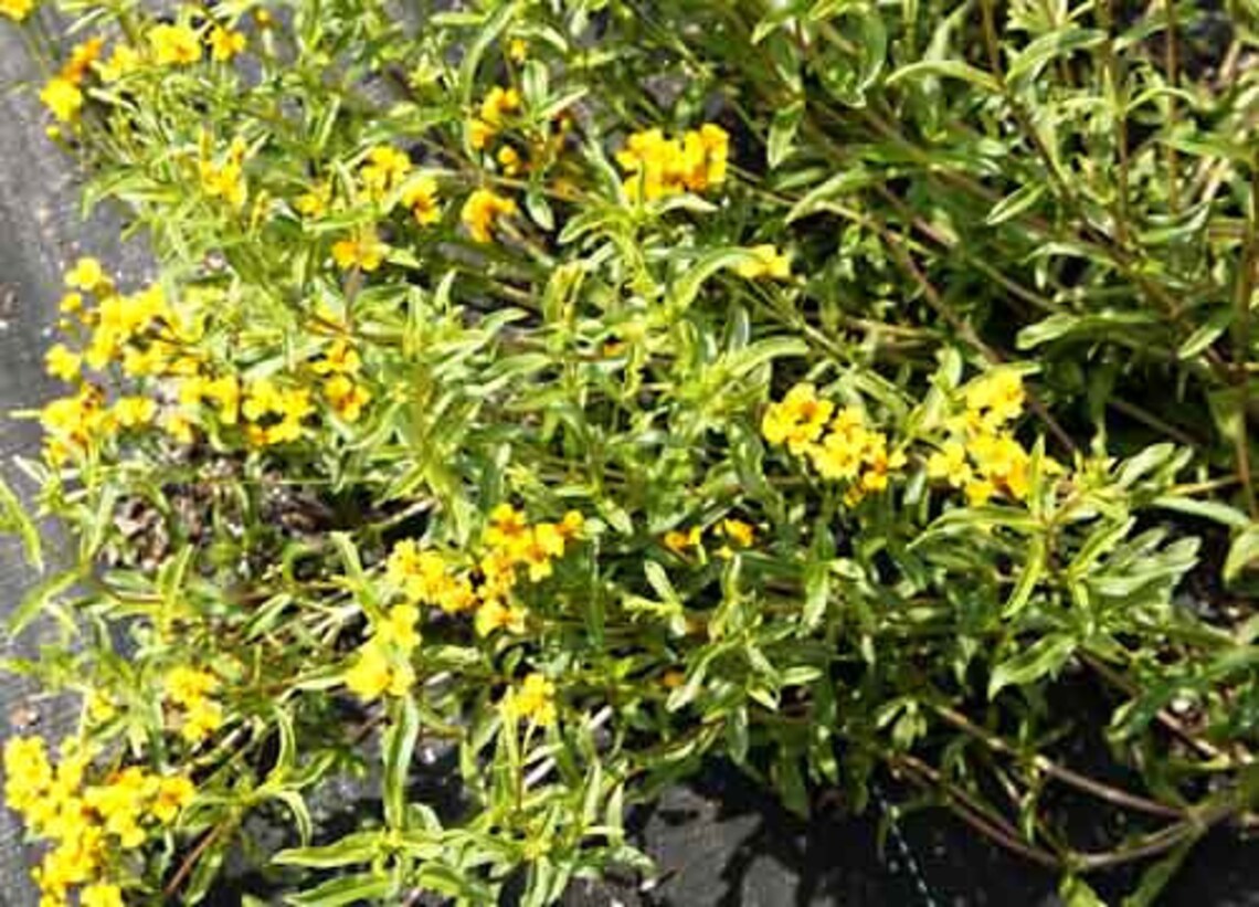 Mexican Tarragon or Sweet Mace Seeds Tagetes lucida Organic Etsy