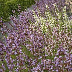 Sage Seeds (Salvia officinalis) Organic