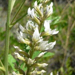 American or Wild Licorice seeds (Glycyrrhiza lepidota) Organic Seeds