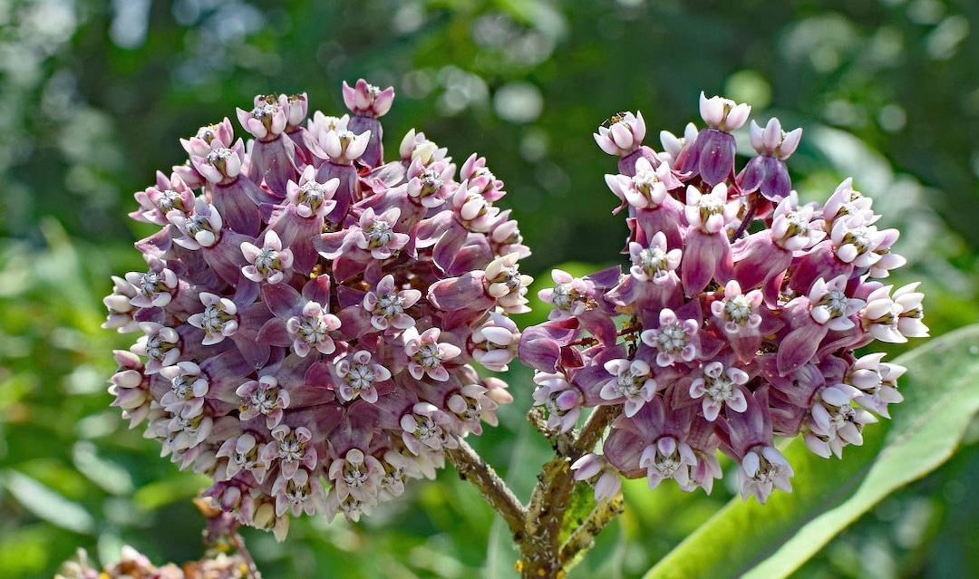 600 Semi Di Alghe Naturali Per Acquario - Kit Per Decorazione Acquatica Con 6 Varietà - Foto 12