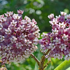 Common Milkweed Seeds  (Asclepias syriaca) Organic