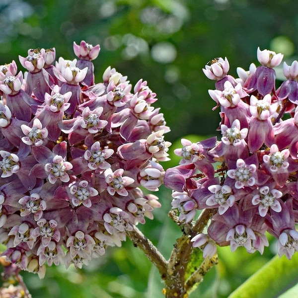 Graines d’asclépiade commune (Asclepias syriaca) Biologique